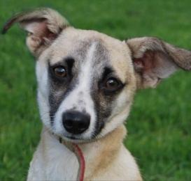 Noa ein treuer Freund auf vier Pfoten!