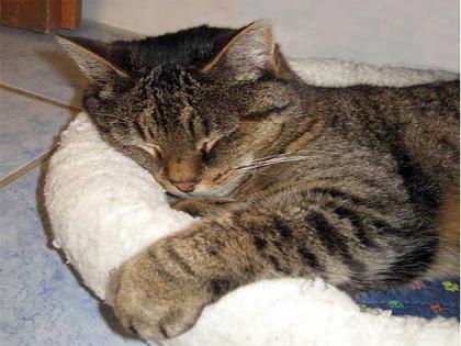 Suche spende für den einsatz der feuerwehr um meine katze zu retten