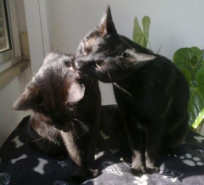Cyrus & Hannibal zwei Brüder!