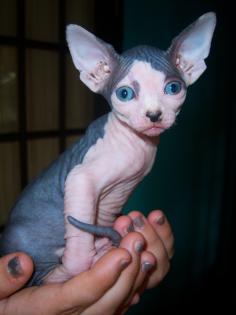 Canadian Sphynx Mädchen, Spitzenqualität!
