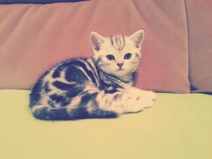 5 BKH Kitten