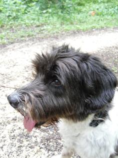 Rund um den Hund