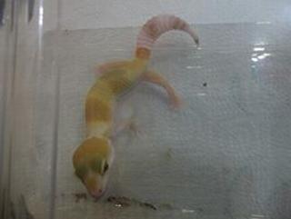 Leopardgecko NZ2021 W&Y Tangerine