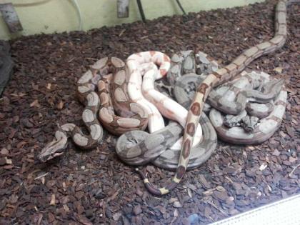 Boa Constrictor Columbia