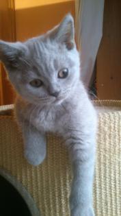 BKH-Kartäuser Kater