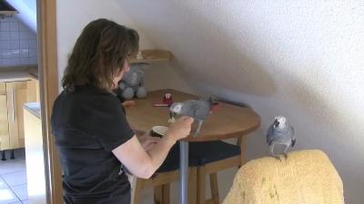 Verkaufe Zwei junge Graupapageien 
