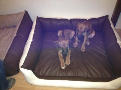 Rhodesian Ridgeback Welpen (12 Wochen) in liebevolle Hände abzugeben
