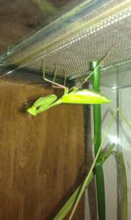 Indische Riesengottesanbeterin (Hierodula membranacea)  Gottesanbeterin 