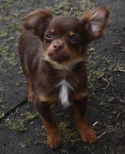 Chihuahuawelpe, chocolate and tan Langhaar