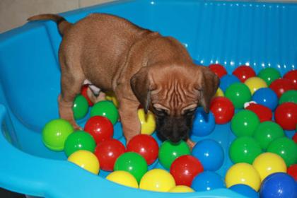 Rhodesian Ridgeback Welpen