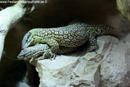 1.2 Stachelschwanzwarane - varanus acanthurus