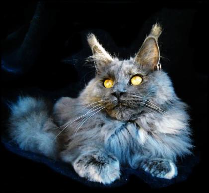 Typvolle Maine Coon Kitten