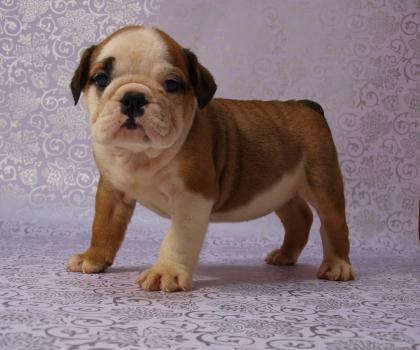 Englische Bulldogge, Sie suchen Ihren Traumhund?
