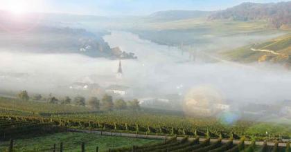  Weinernte, Erntehelfer, 