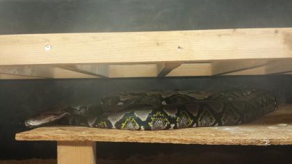 Verkaufe Netzpython 1.0