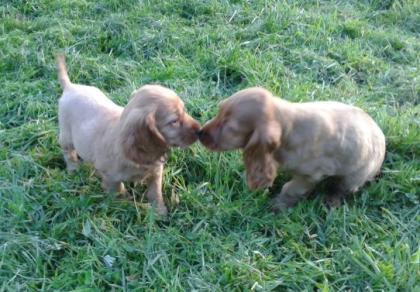 2 süße Cocker Spaniel Welpen