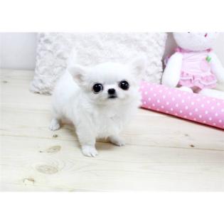 Mini Chihuahua Welpen mit Papiere, Impfung, Chip + EU Pass