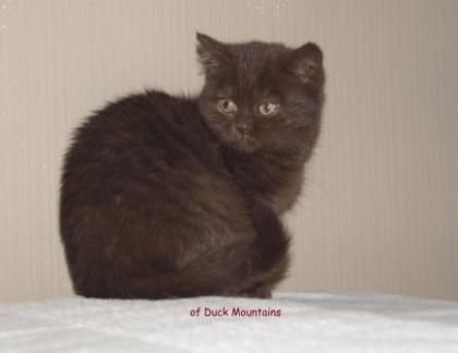 BKH-Kitten in Chocolate