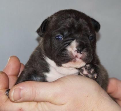 Französische Bulldoggen Welpen zu mitte/ende Februar2021 mit Pap.