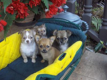   Typvoller Chihuahua Welpe aus Seriöser Zucht, sucht Dich!