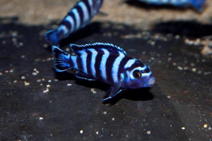Biete pseudotropheus demansoni Buntbarsch Nachzucht