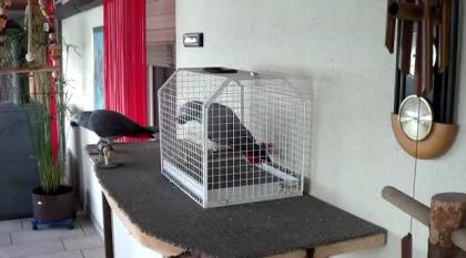   2 Graupapageien Jungtiere in Liebevolle Hände abzugeben!