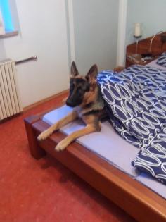 Max sucht liebe volles Zuhause