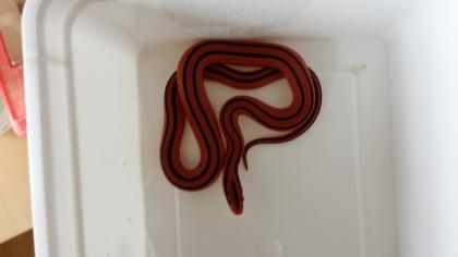 Königspythons,Bambusnattern,Kornnattern,Schönnattern,Hausschlangen...