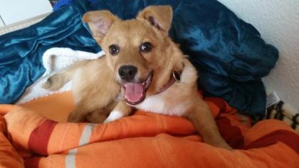 Muffin (ca. 5 Monate) sucht neues Zuhause