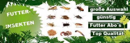 Lebende Futterinsekten - Frostfutter und Terraristikzubehör