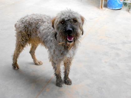 Apolo sucht ein neues zu Hause