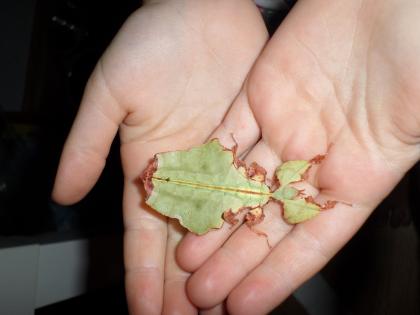 Gebe ab !!!! Phyllium pillipinicum 