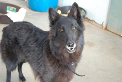 Mut sucht ein neues zu Hause