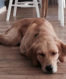 Dogsharing