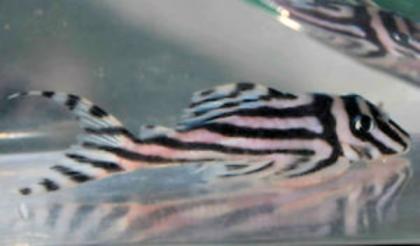  L46 Hypancistrus Zebra (mehr vorhanden) zu verkaufen
