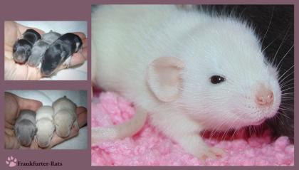♡ Wunderschöne Ratten Babys ♡ aus Liebhaberzucht