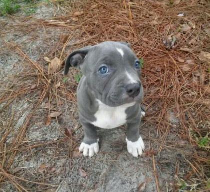 Reinrassiger American Pitbull (10 Wochen Alt )