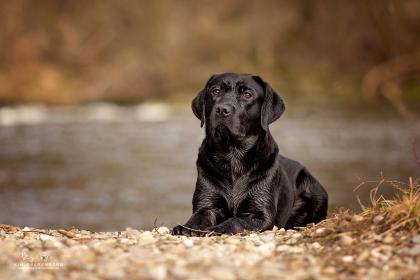 Labrador aus Duallinie deckt vereinsfrei