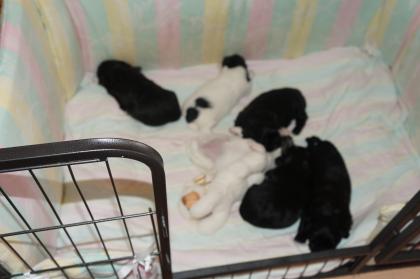 Shih Tzu / Malteserwelpen zu reservieren
