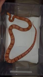 Kornnatter Albino 1.0 NZ 11