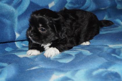 Shih Tzu / Malteser Mix zu reservieren