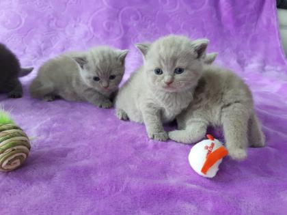 BKH Kitten mit Stammbaum BLUE / LILAC----