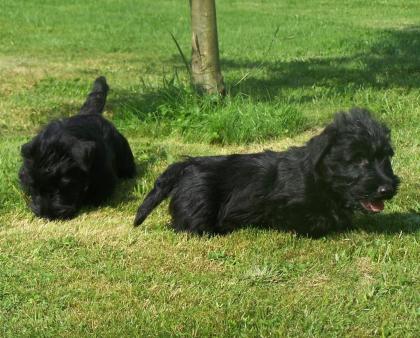 Scottish Terrier sehr schöne scottische Hündinnen und Rüden Gestromt mit Ahnenta