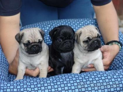 Perfekte Reinrassige Mops Welpen 10 Wochen Alt :-)vorp