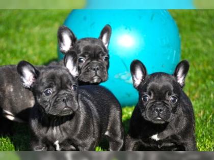 Sehr schöner Französischer Bulldogge welpen mit Papiere!