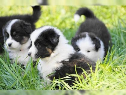 Wunderschöne Australian Shepherd Welpen mit ASCA + VDH Papieren