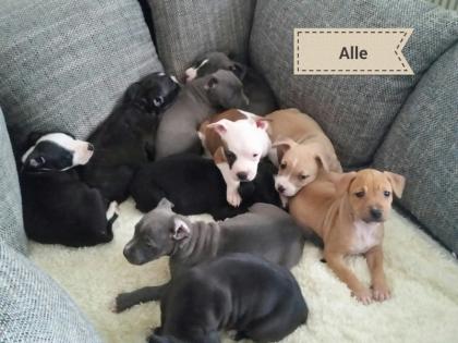 Süße und reinrassige Staffordshire Terrier in liebevolle Hände abzugeben  