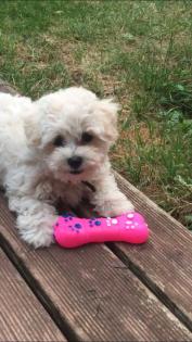 Bichon frise Welpen , Allergiker geeignet