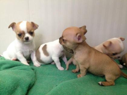 Bischon Gechipt Babys Chihuahua Typvolle Welpen Reinrassige 