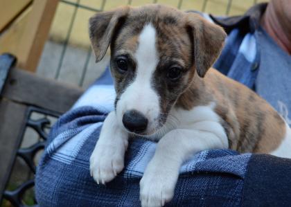 WHIPPET WELPEN mit VDH-FCI-WCD Papieren